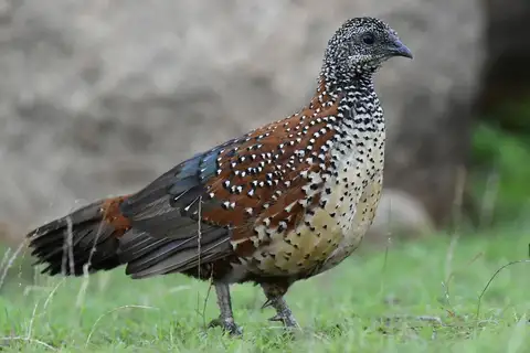 Painted Spurfowl