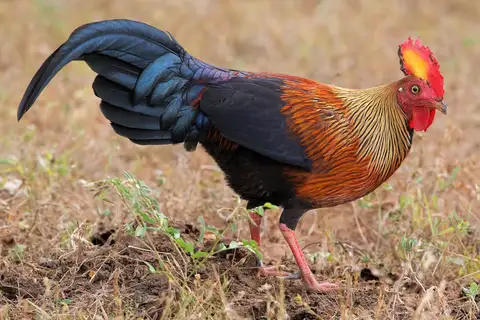 Sri Lanka Junglefowl