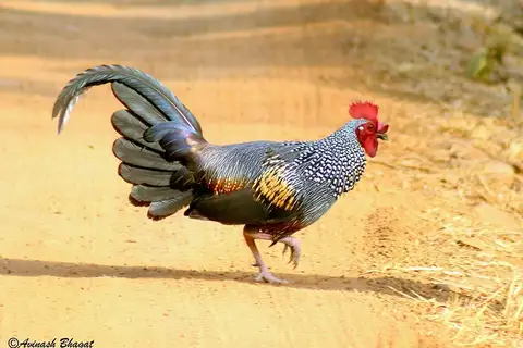 Grey Junglefowl