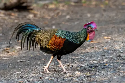 Green Junglefowl