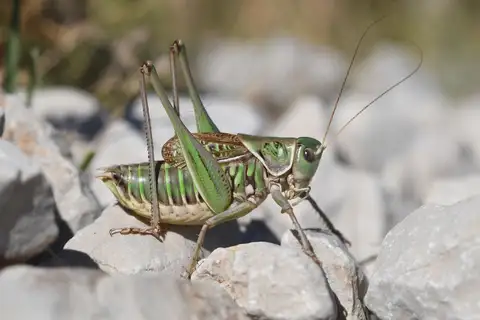 Short-winged Spiny Bush-cricket