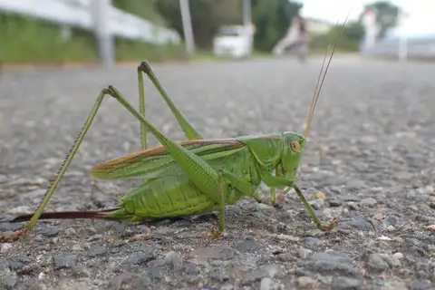 Gampsocleis buergeri