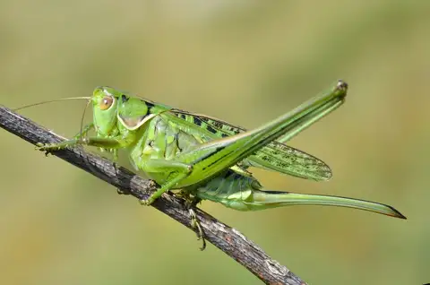 Steppe Spiny Bush-cricket