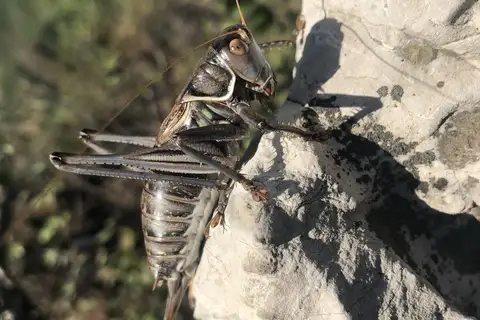 Gampsocleis gratiosa