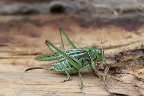Sedakov's Bush-cricket