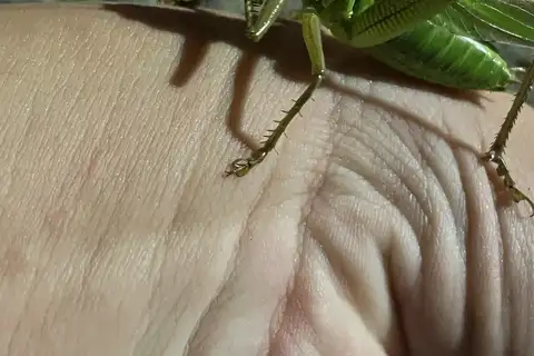 Gampsocleis ussuriensis