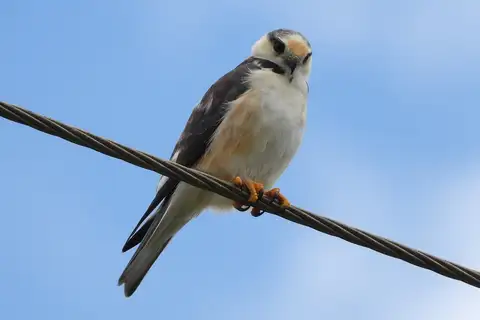 Pearl Kite