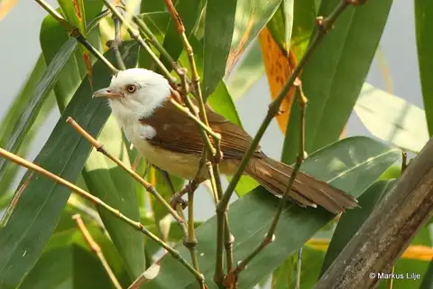 White-hooded Babbler