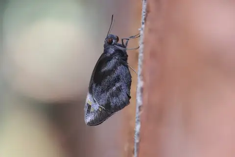 Giant Redeye