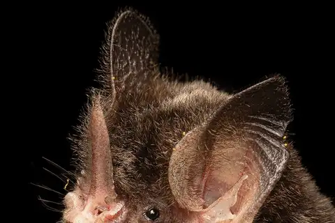 striped hairy-nosed bat