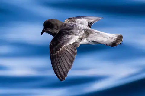Grey-backed Storm Petrel