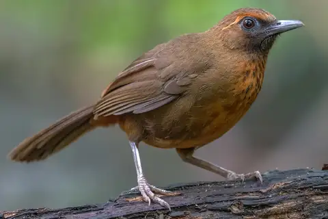 Orange-breasted Laughingthrush