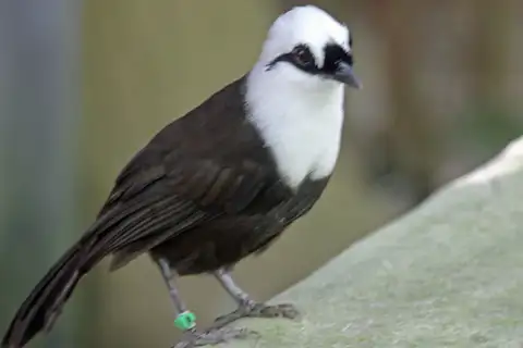 Sumatran Laughingthrush