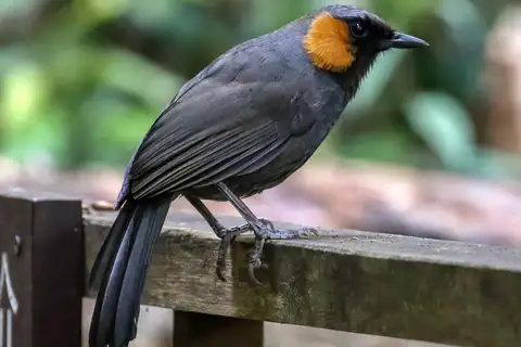 Rufous-cheeked Laughingthrush