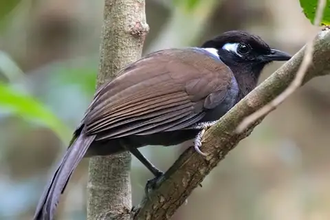 Cambodian Laughingthrush