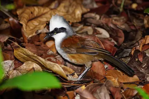 White-crested Laughingthrush