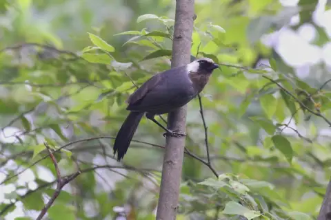 Grey Laughingthrush