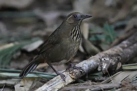 Spot-breasted Laughingthrush
