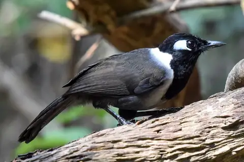 Black-hooded Laughingthrush