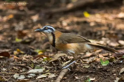 Lesser Necklaced Laughingthrush