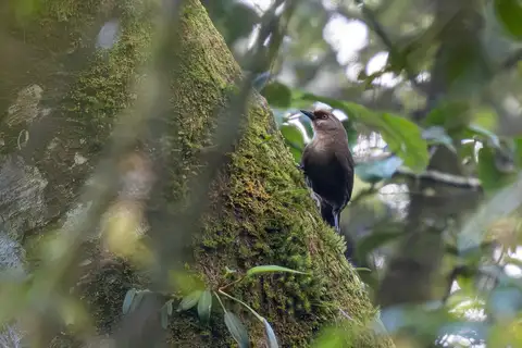 Rufous-fronted Laughingthrush