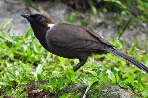 White-necked Laughingthrush