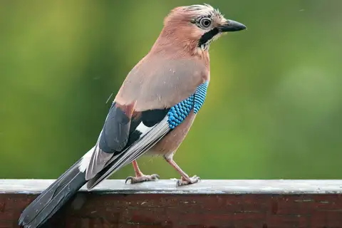 Eurasian Jay
