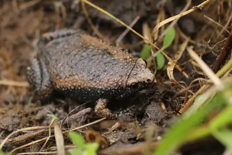Eastern Narrow-mouthed Toad