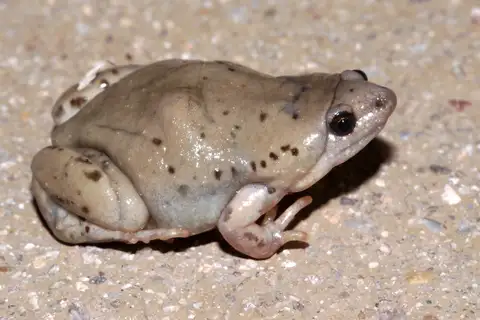 Mazatlan Narrow-mouthed Toad