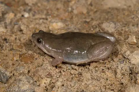 Western Narrow-mouthed Toad