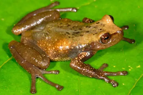 Gastrotheca antoniiochoai