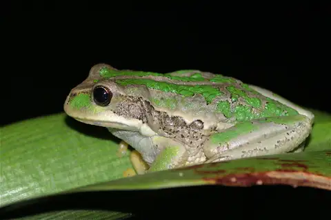 Cuenca Marsupial Frog
