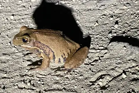 Gastrotheca ernestoi