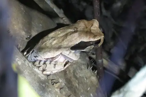 Igaracu Marsupial Frog