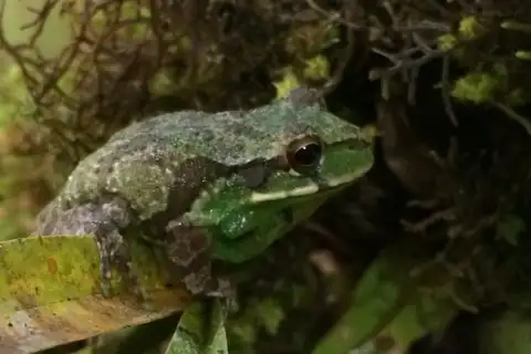 Tiny-fingered Marsupial Frog