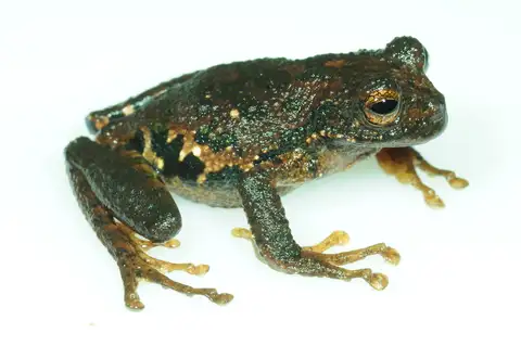 Nebulous Marsupial Frog