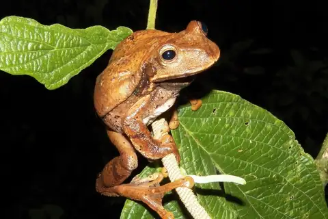 Niceforo's Marsupial Frog