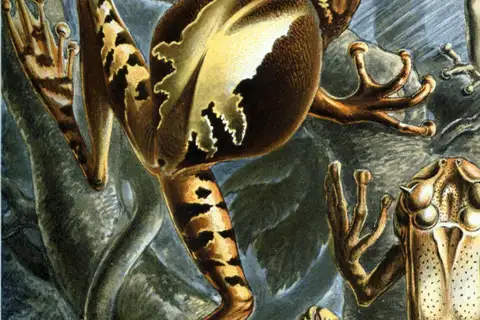 Giant Marsupial Frog