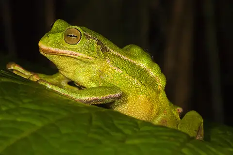 Silver Marsupial Frog