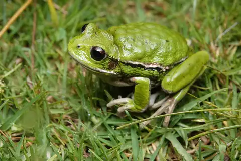 San Lucas Marsupial Frog