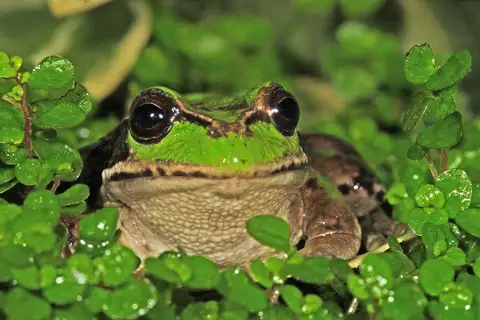 Riobamba Pouched Frog
