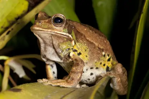 Schmidt's Marsupial Frog