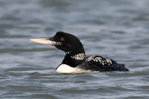Yellow-billed Loon