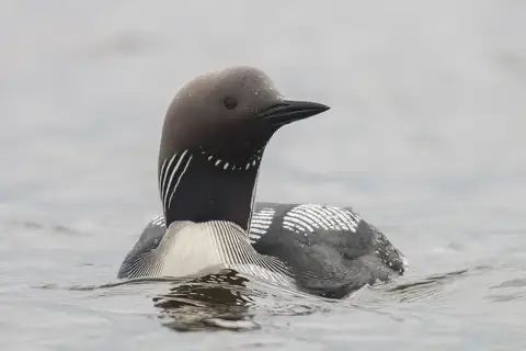 Black-throated Loon