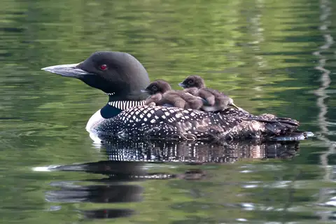 Common Loon