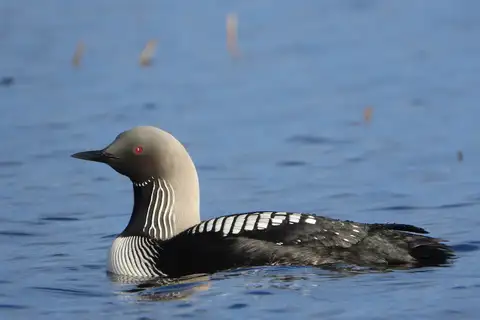 Pacific Loon