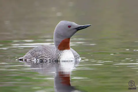 Red-throated Loon