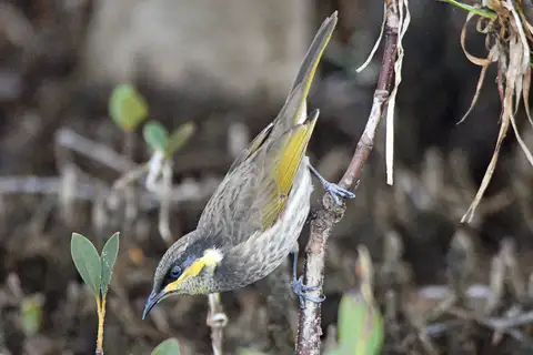 Mangrove Honeyeater