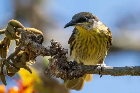 Varied Honeyeater