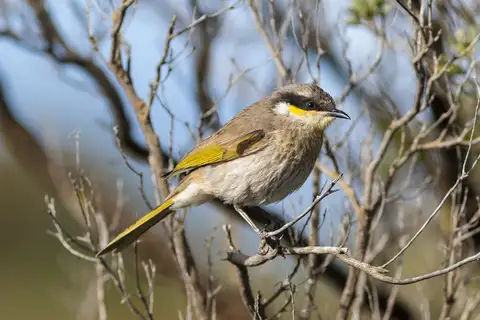 Singing Honeyeater